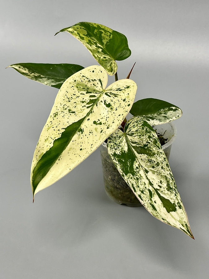 Philodendron ilsemanii (4 Leaves) Highly Variegated