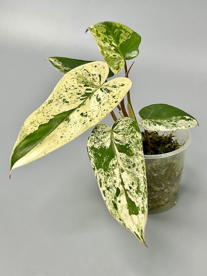 Philodendron ilsemanii (3/4 Leaves) Highly Variegated