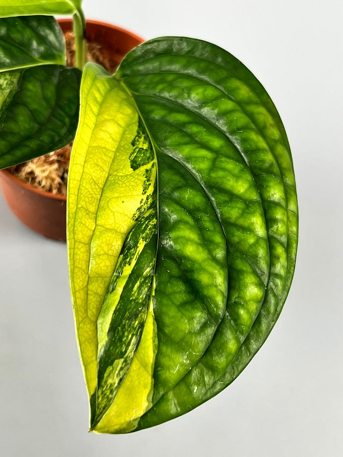 Monstera peru variegata (Big Plant)