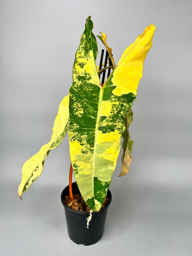 Philodendron billietiae Variegata “Half moon“ (Much Variegata)