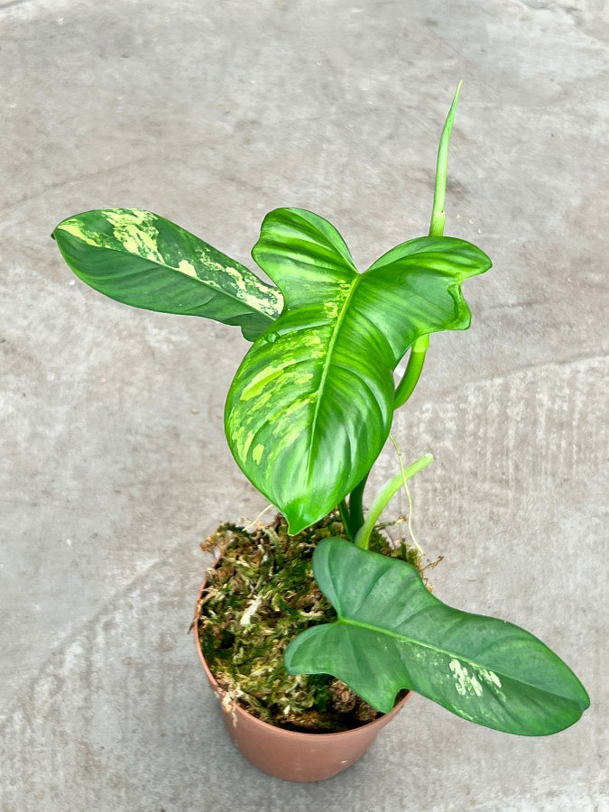 Philodendron Pedatum Violin Weniger Variegated
