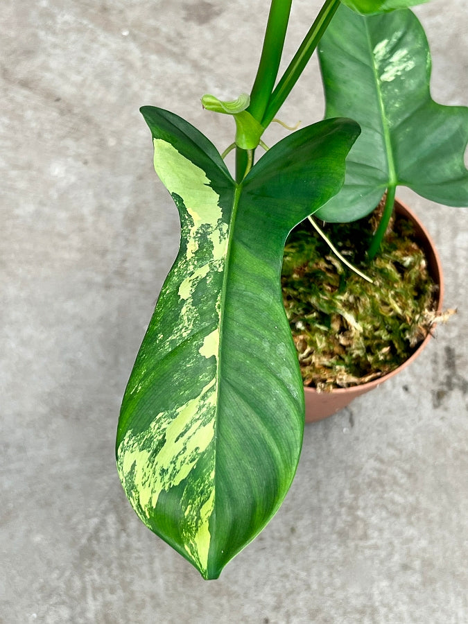 Philodendron Pedatum Violin Less Variegated