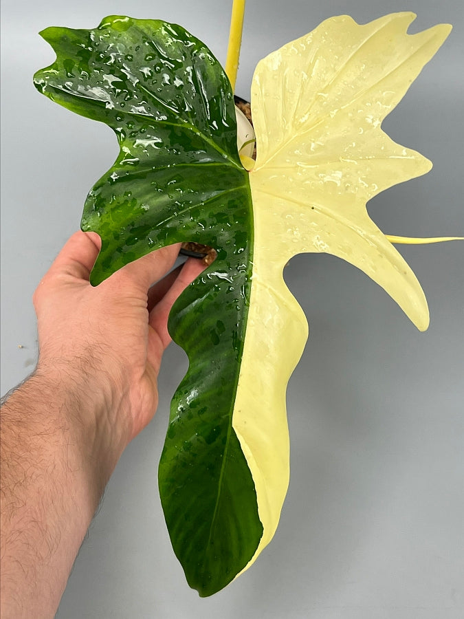 Philodendron "Golden Dragon" variegated albo