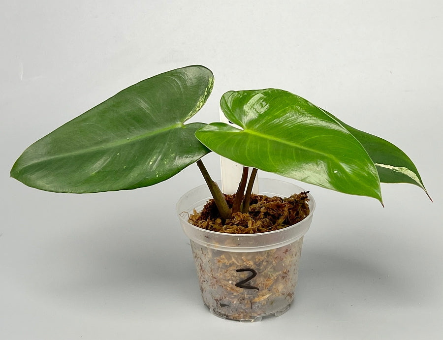 Philodendron ilsemanii Less Variegata (3 Leaves)