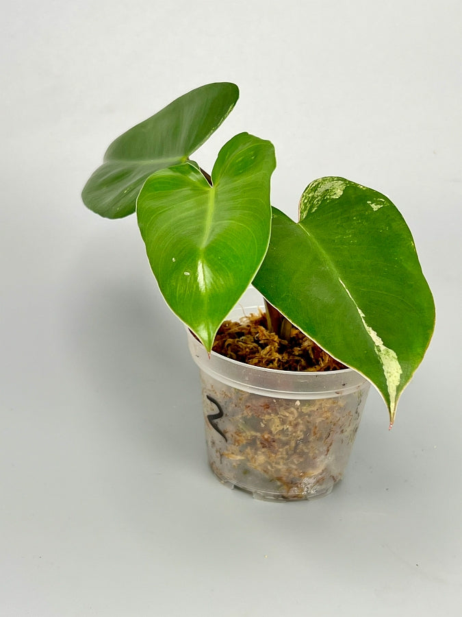Philodendron ilsemanii Less Variegata (3 Leaves)