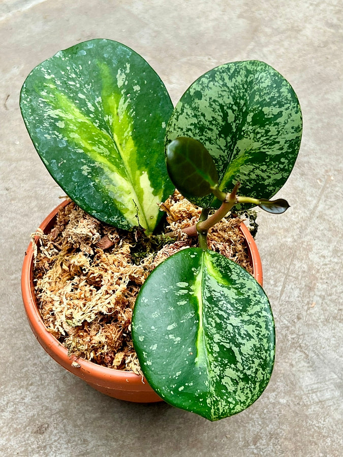 Hoya obovata Variegata Silber Splash (2-Blatt-Schnitt)