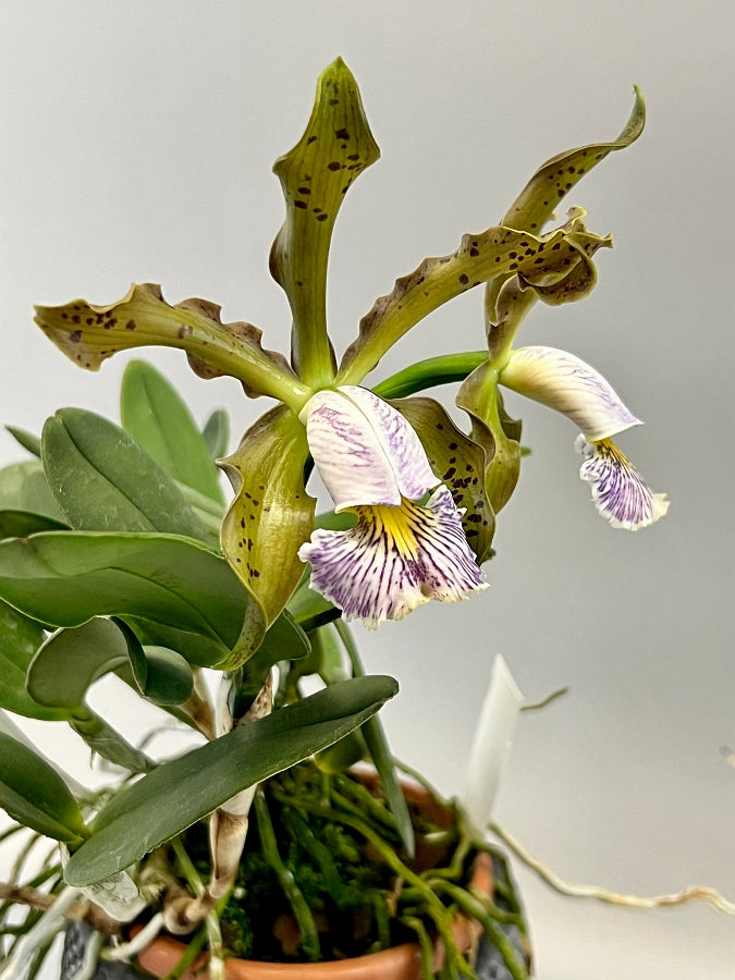 Cattleya schilleriana var.coerulea