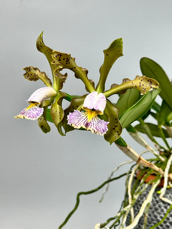 Cattleya schilleriana var. coerulea