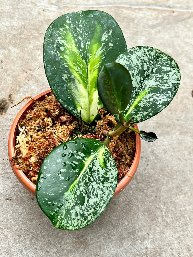 Hoya obovata Variegata Silver Splash (2 Leaf Cutting)