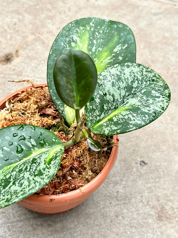 Hoya obovata Variegata Silber Splash (2-Blatt-Schnitt)