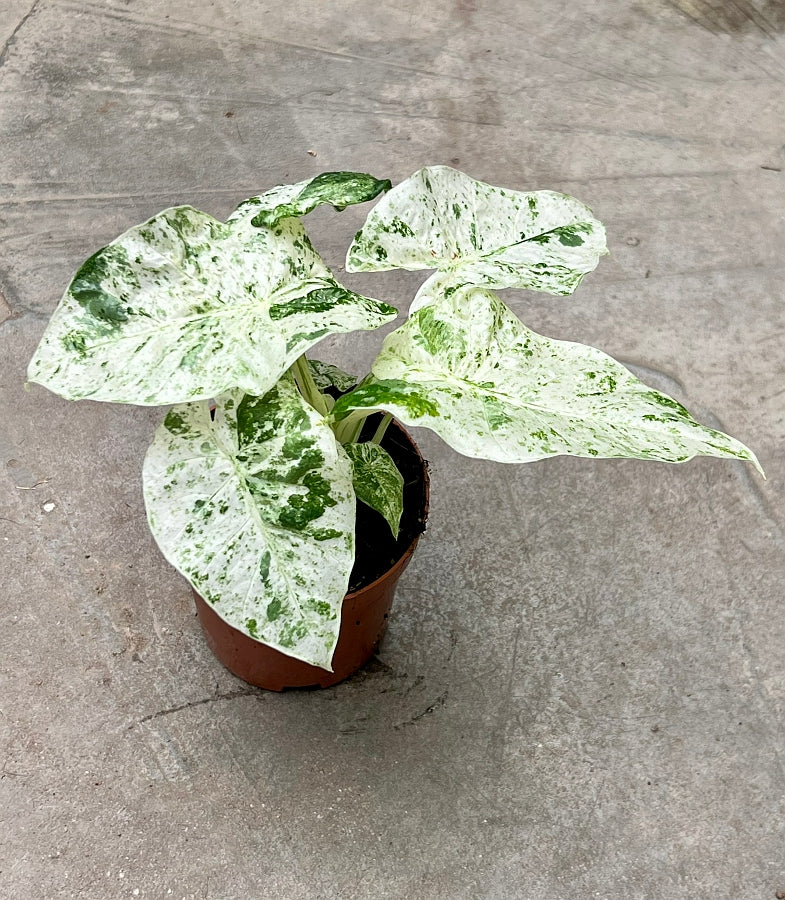 Alocasia macrorrhiza splash