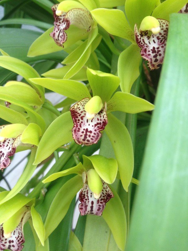 Cymbidium Cliff Hutchings "New Horizon" (Dark Leaves)