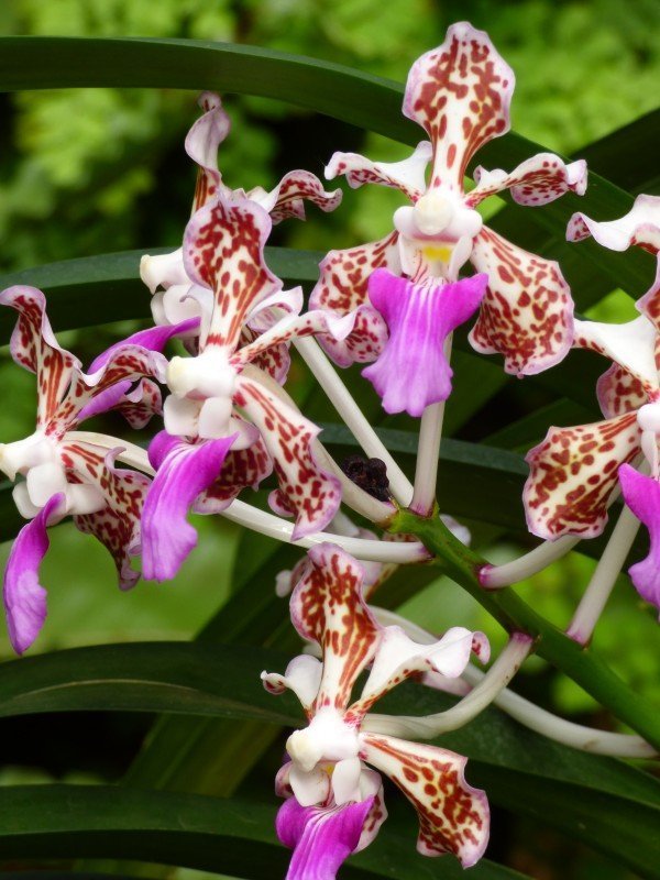 Vanda tricolor var. suavis "Cutting''