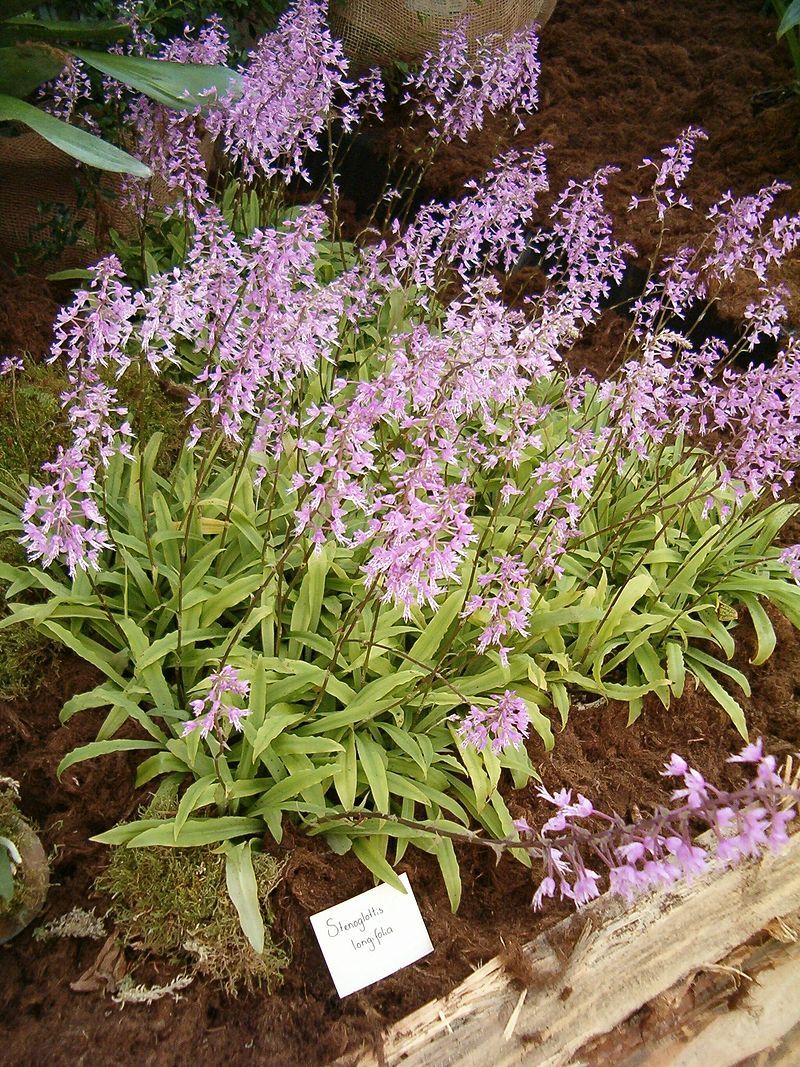 Stenoglottis longifolia (Big Plant)