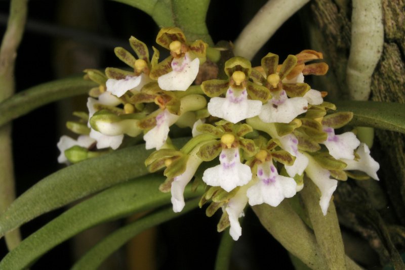 Trichoglottis triflora