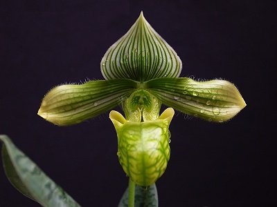 Paphiopedilum venustum "alba"