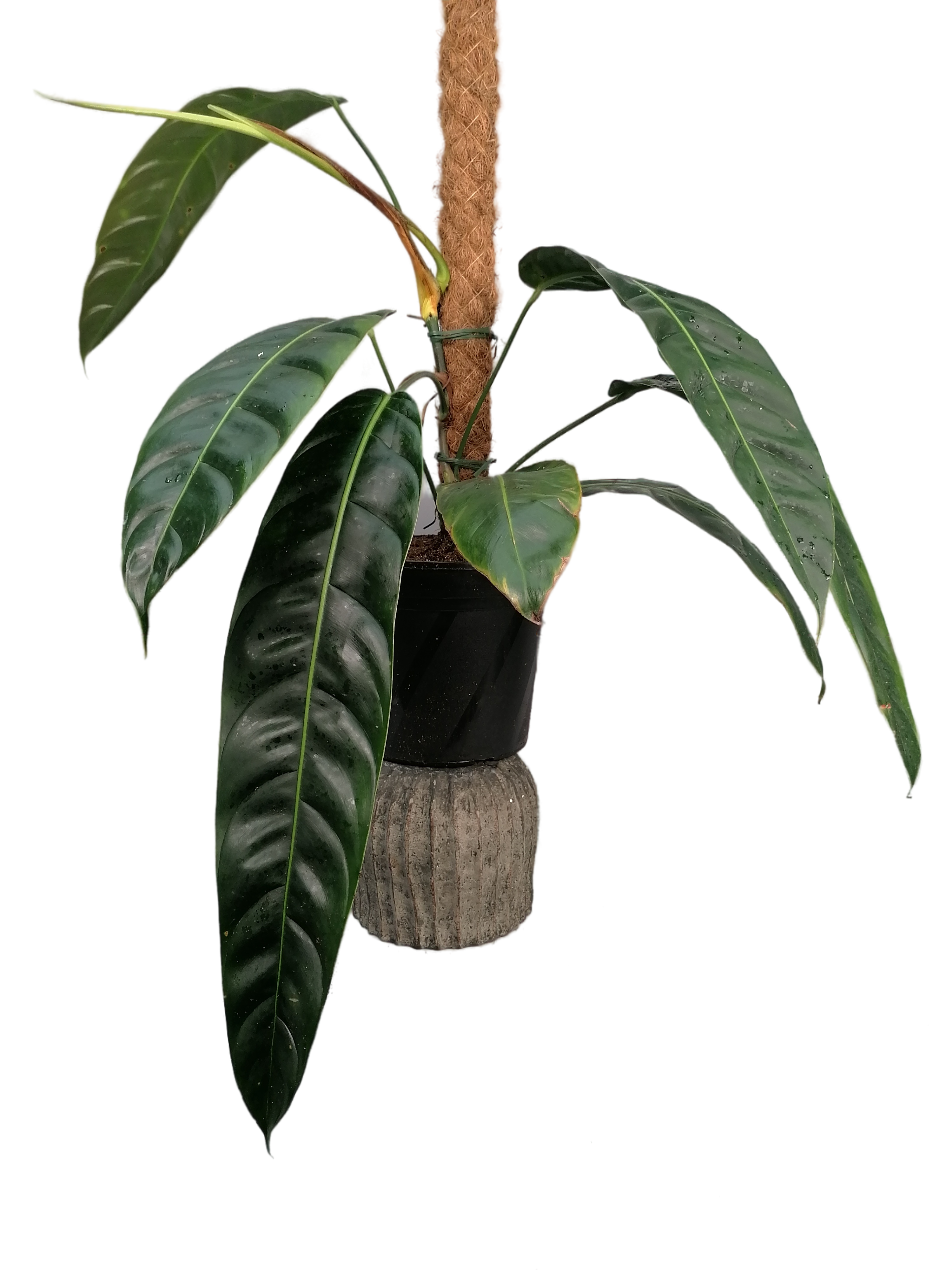 Philodendron patriciae Big XL