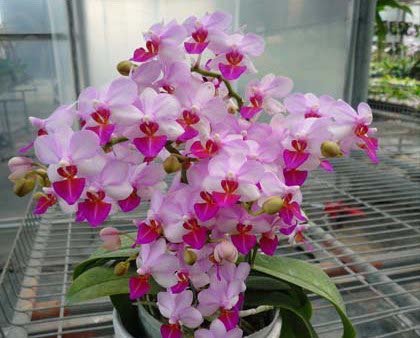 Phalaenopsis Liu's Berry "Orch House"