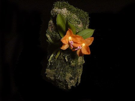 Ceratocentron fesselii