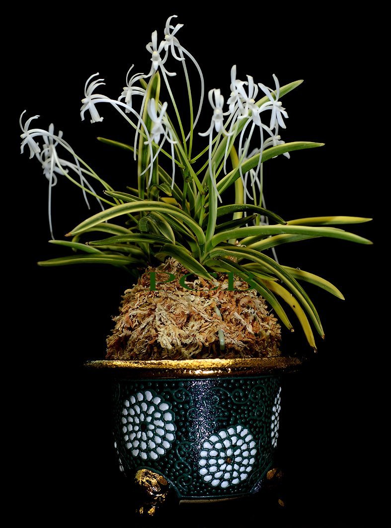 Neofinetia falcata "Nishidemiyako" (西出都)