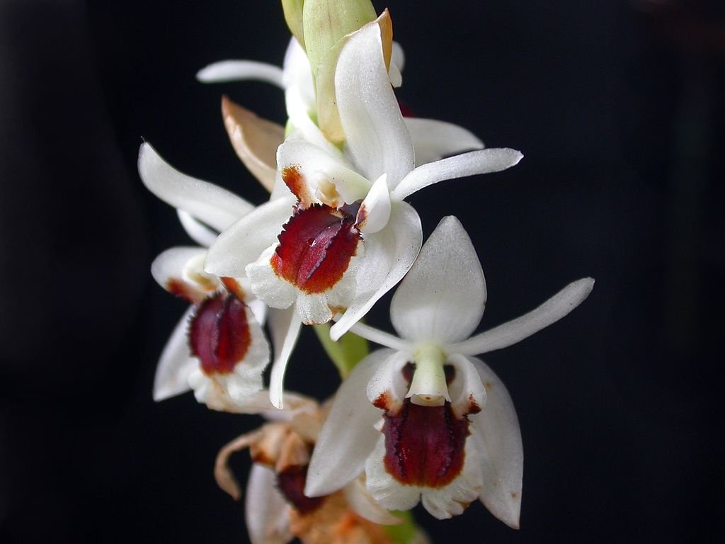 Coelogyne pulchella