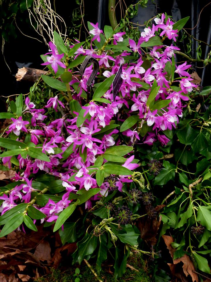 Dendrobium Rainbow Dance