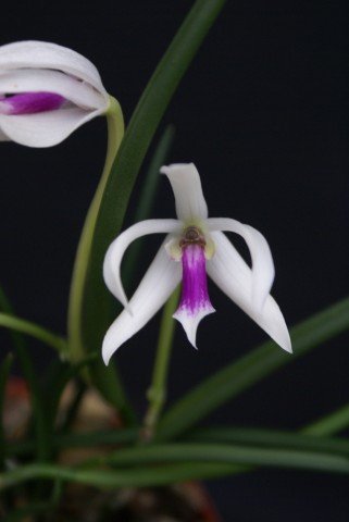 Leptotes bicolor