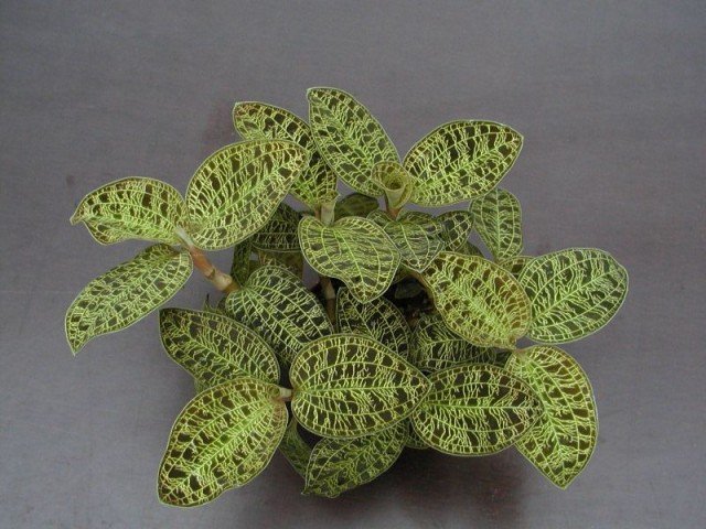macodes petola potting mix Macodes petola "Big" (3 Planten in een pot)