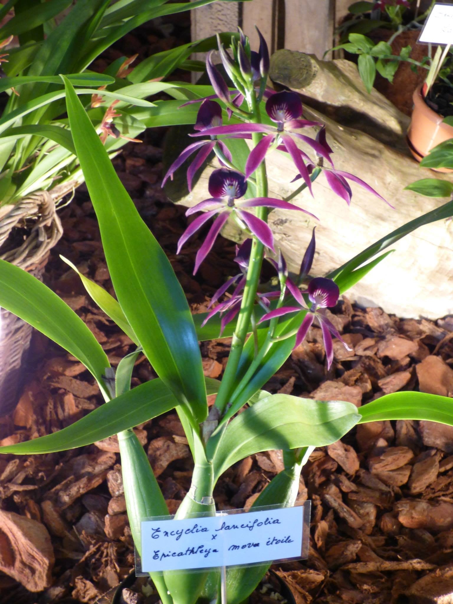 Encyclia lancifolia x Epicattleya Miva Etoile (Big Plant)
