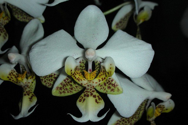 Phalaenopsis stuartiana punctatissima