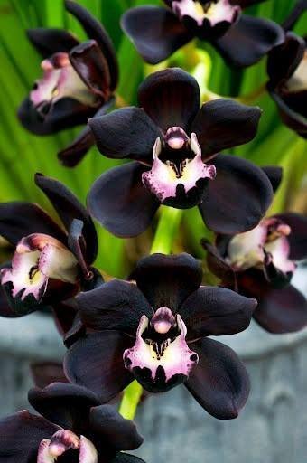Cymbidium Kiwi Midnight "Geyserland" "Groß"