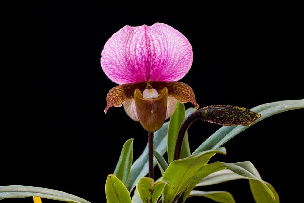 Paphiopedilum charlesworthii ''Compact Type'' Big Plant