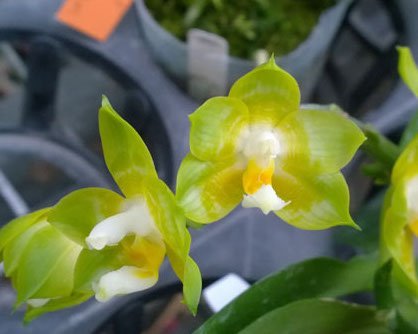 Phalaenopsis Joy Spring Canary "Joy"