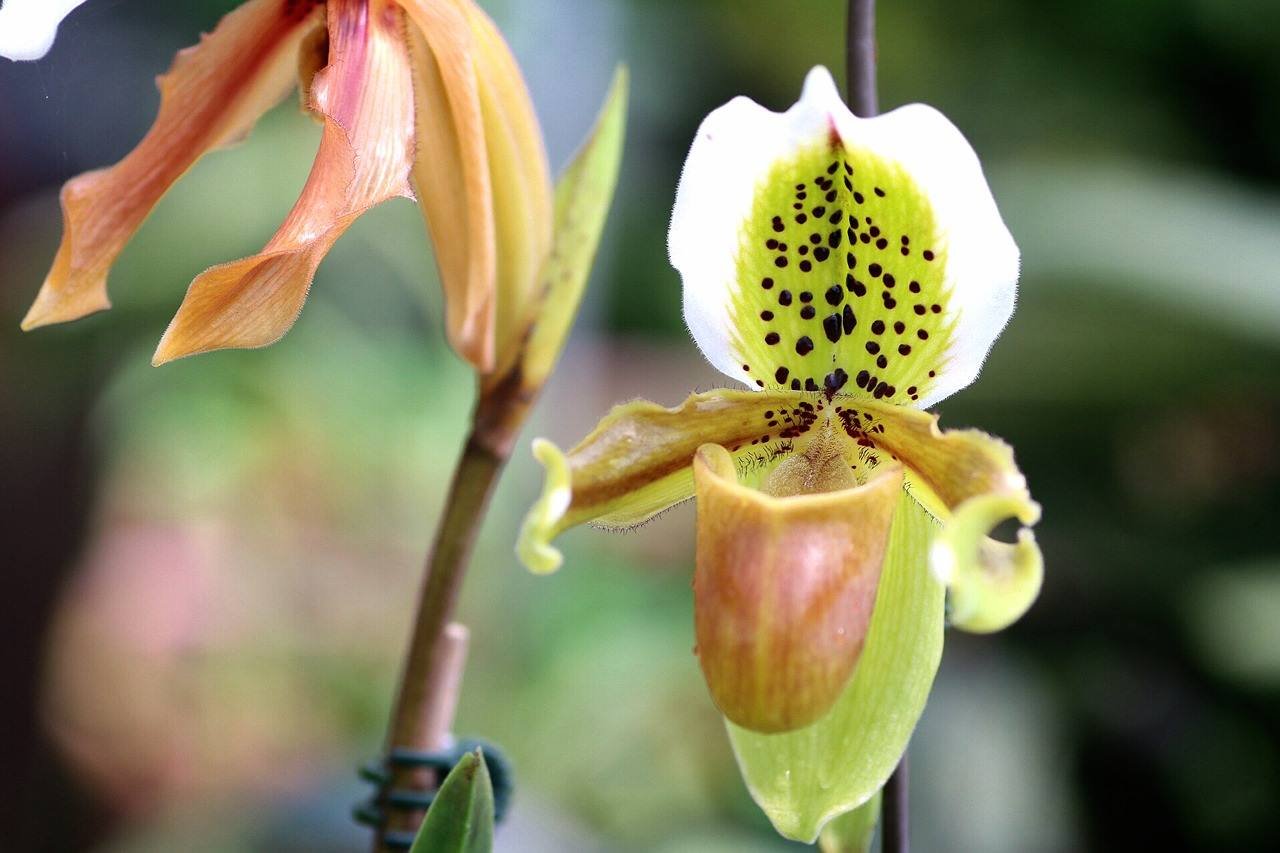 Paphiopedilum exul (Big Plant)