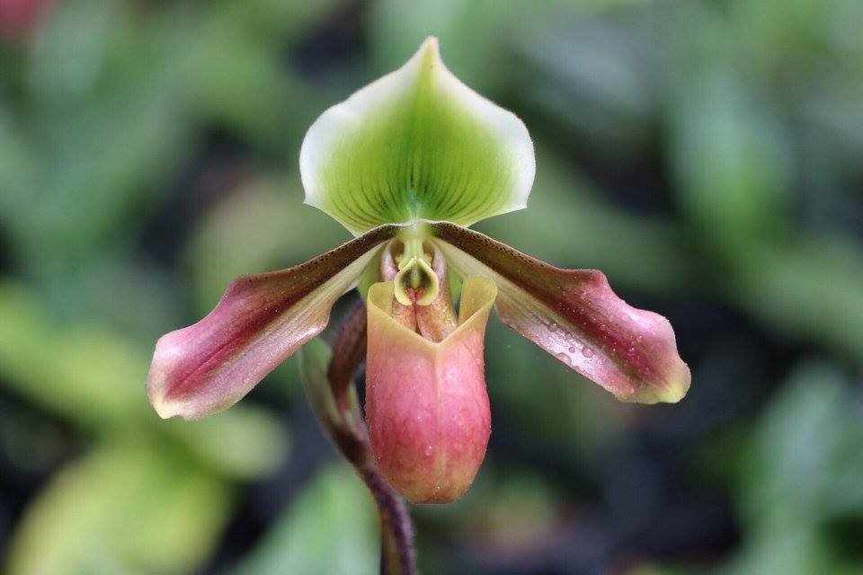 Paphiopedilum mastersianum