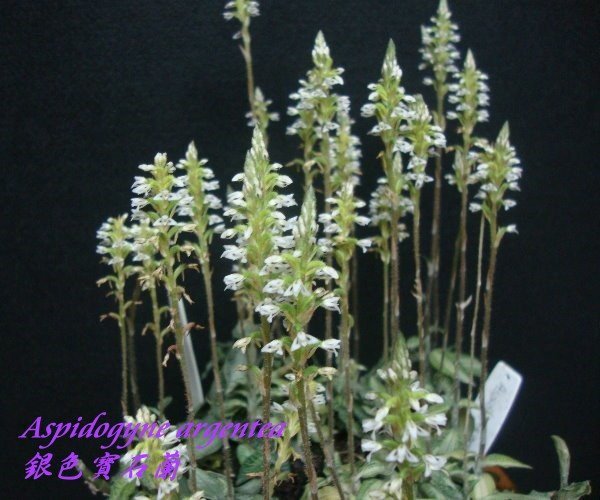 Aspidogyne argentea