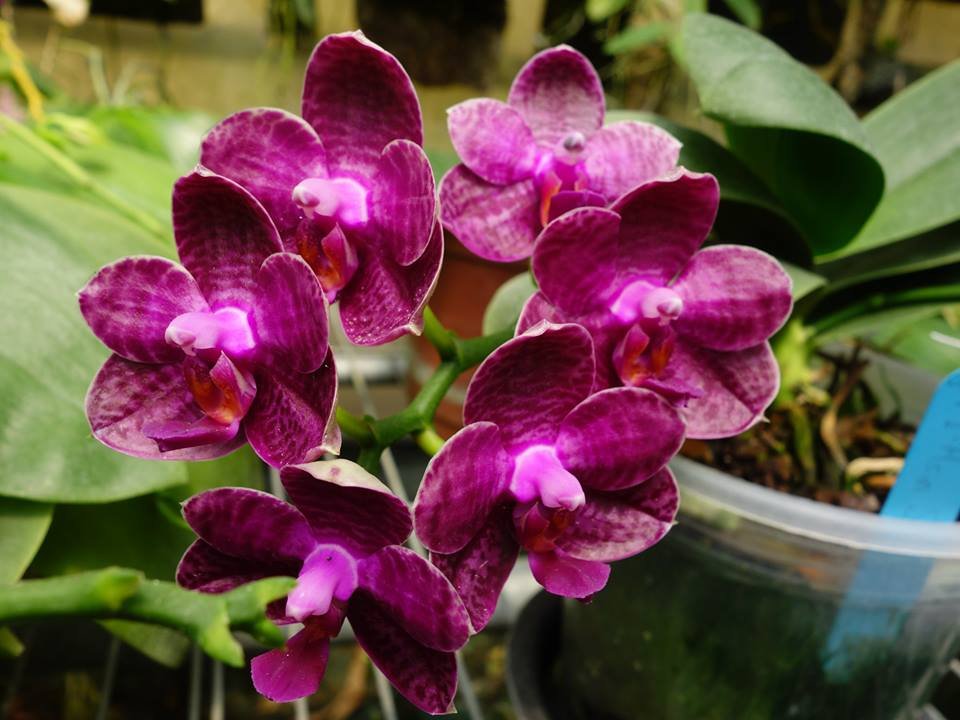 Phalaenopsis I-Hsin Spot Eagle (Großer pflanze)