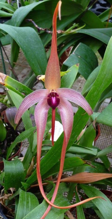 Bulbophyllum echinolabium