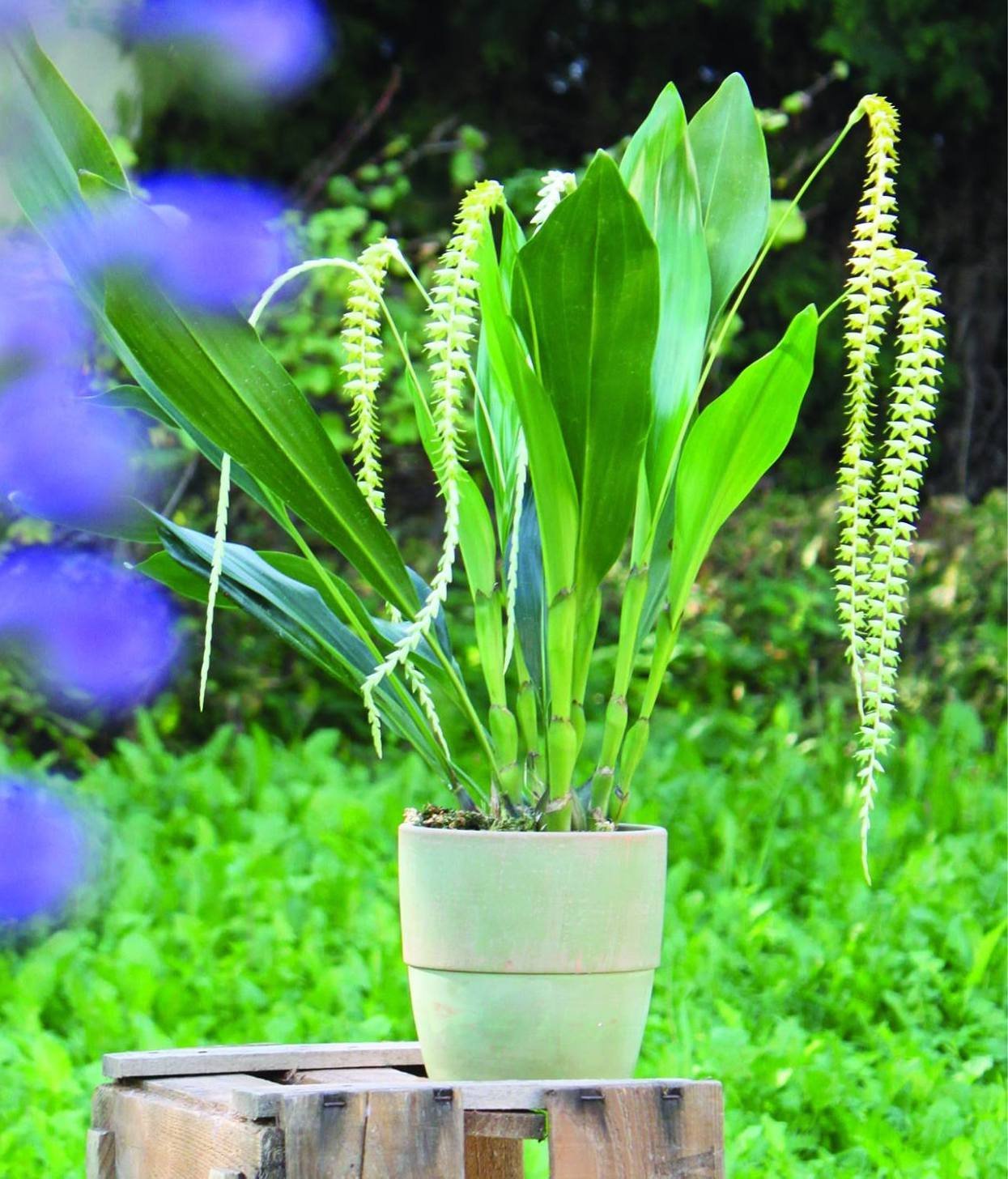 Dendrochilum magnum "Groß"