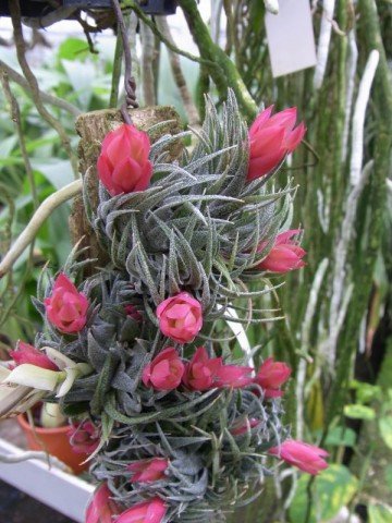 Tillandsia sprengeliana