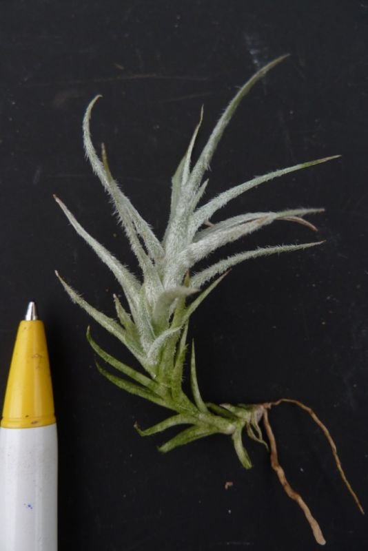 Tillandsia tectorum "Mini Type"