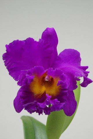 Blc. Pink Violet Empress "Bright Sun" "Groß"
