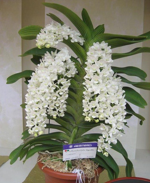 Rhynchostylis gigantea alba "Big"