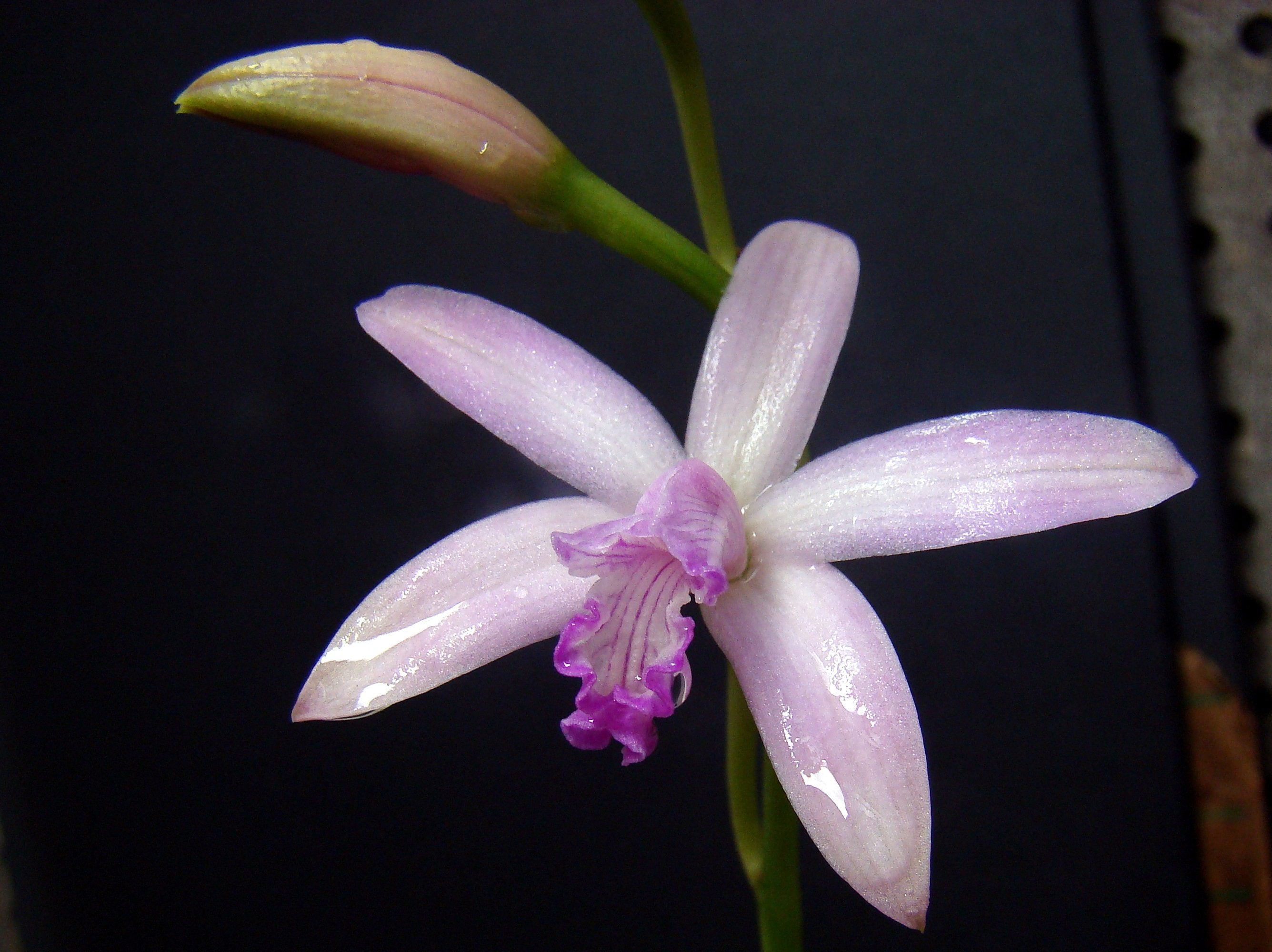 Laelia crispilabia