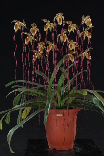 Paphiopedilum sanderianum