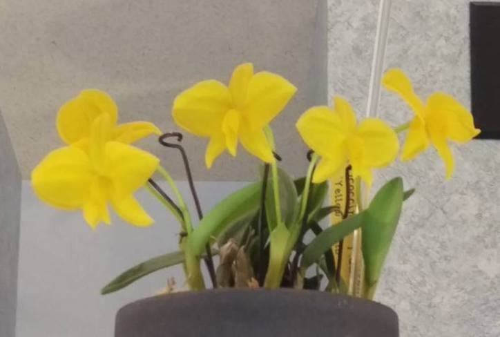 Sophronitis coccinea "Aurea" (Yellow Brid x Yellow Dream)