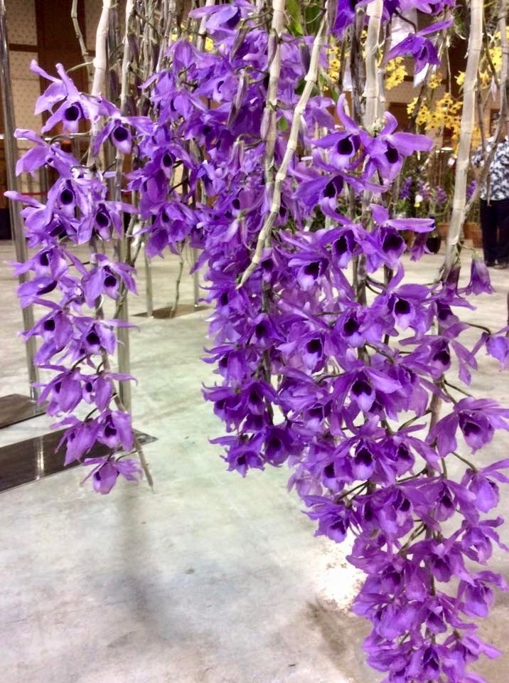 Dendrobium parishii coerulea (Dark Blue)