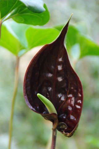 Anthurium watermaliense