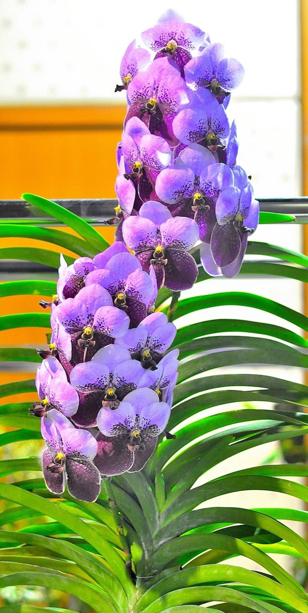 Vanda Two Tone Lavendel