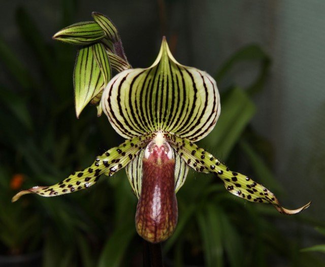 Paphiopedilum Wiertzianum “Big"